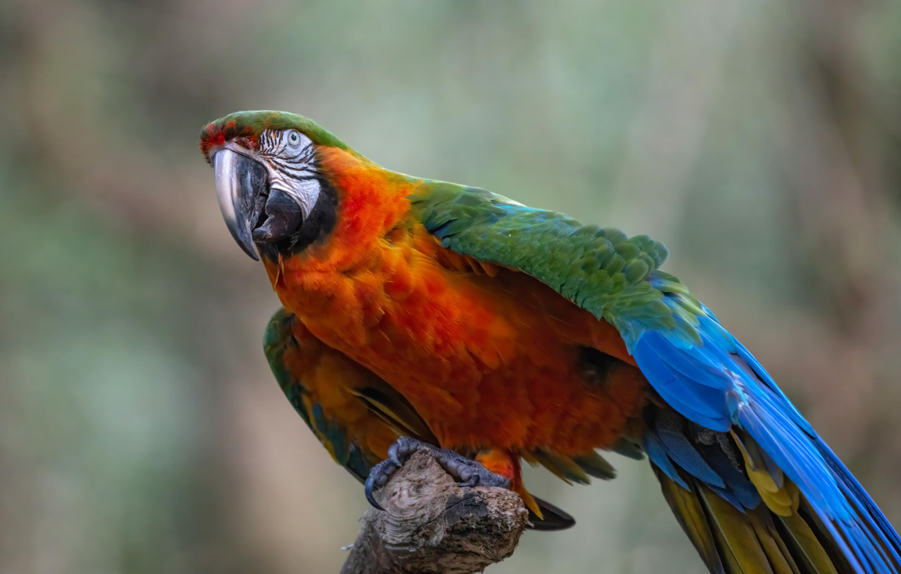 ExoVet360 - Consultas de Aves, Anfíbios, Répteis e Pequenos Mamíferos - Teleconsulta e Domicílios na Maia, Porto, Matosinhos, Vi ExoVet360 - Consultas de Aves, Anfíbios, Répteis e Pequenos Mamíferos - Teleconsulta e Domicílios na Maia, Porto, Matosinhos, Vila Nova de Gaia e Gondomar